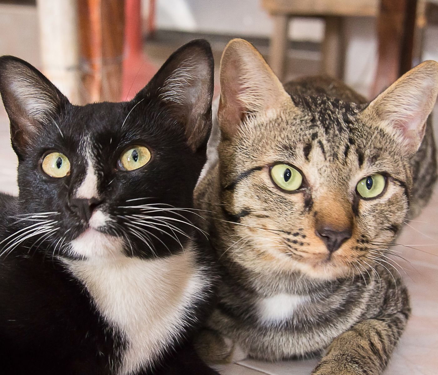 Two cats, one black-and-white with bright yellow-green eyes and one brown tabby, sitting close together on a tiled floor indoors.