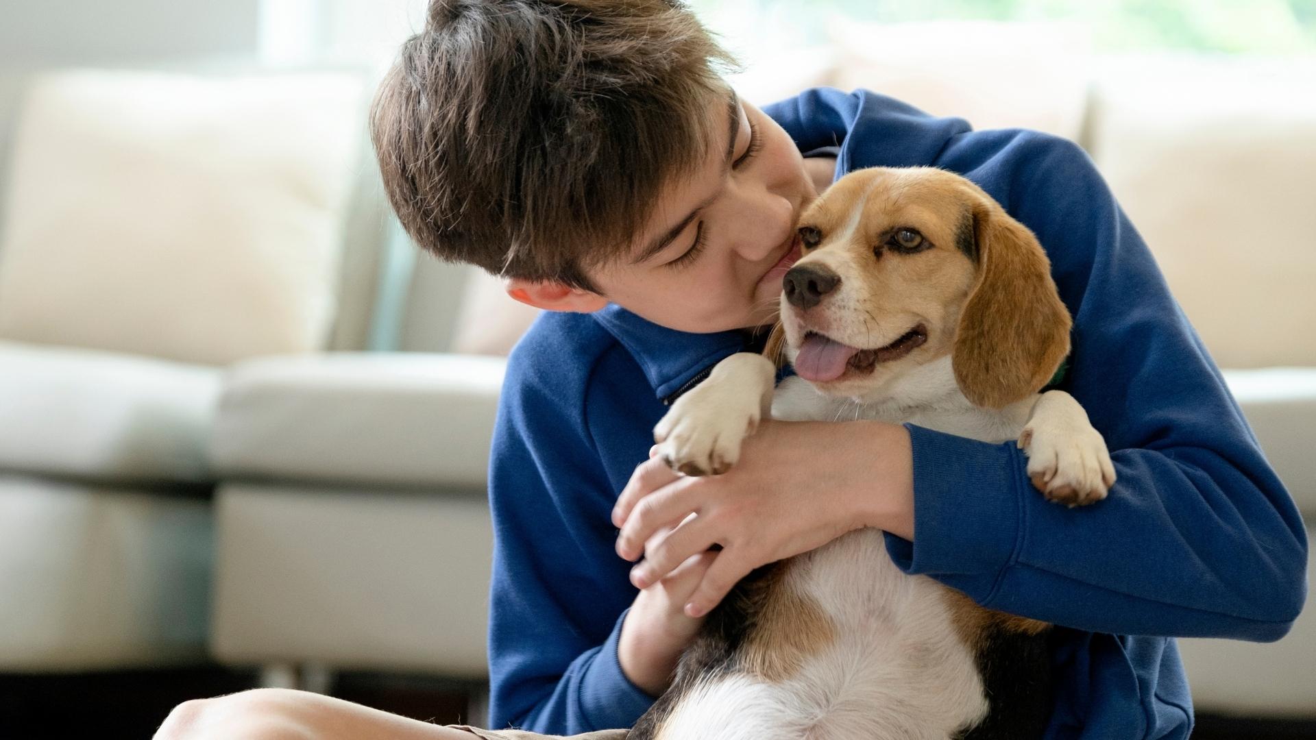 A person in a blue sweatshirt cuddles a small beagle while sitting on a sofa, gently holding the dog as it looks toward the camera in a bright living room.