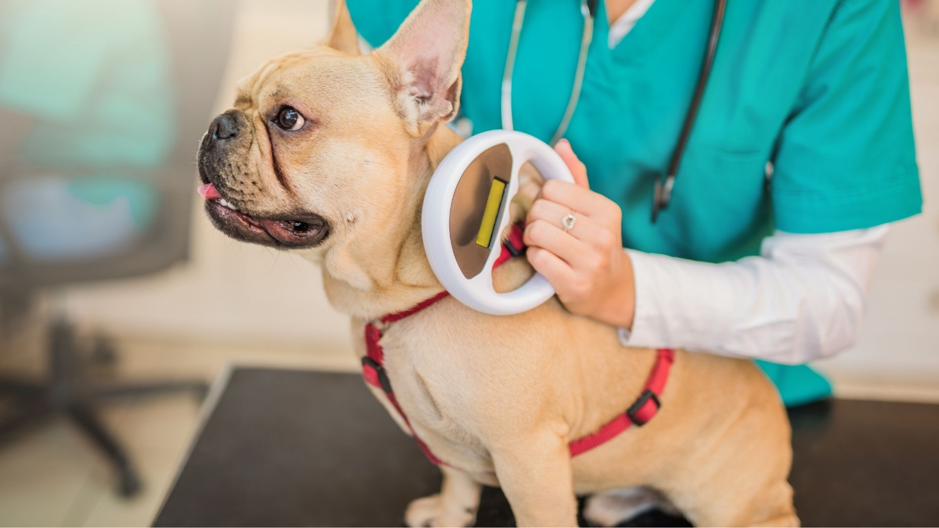 A veterinarian in teal scrubs gently examines a small tan dog wearing a red harness while holding a stethoscope against the dog’s chest in a clinic room.