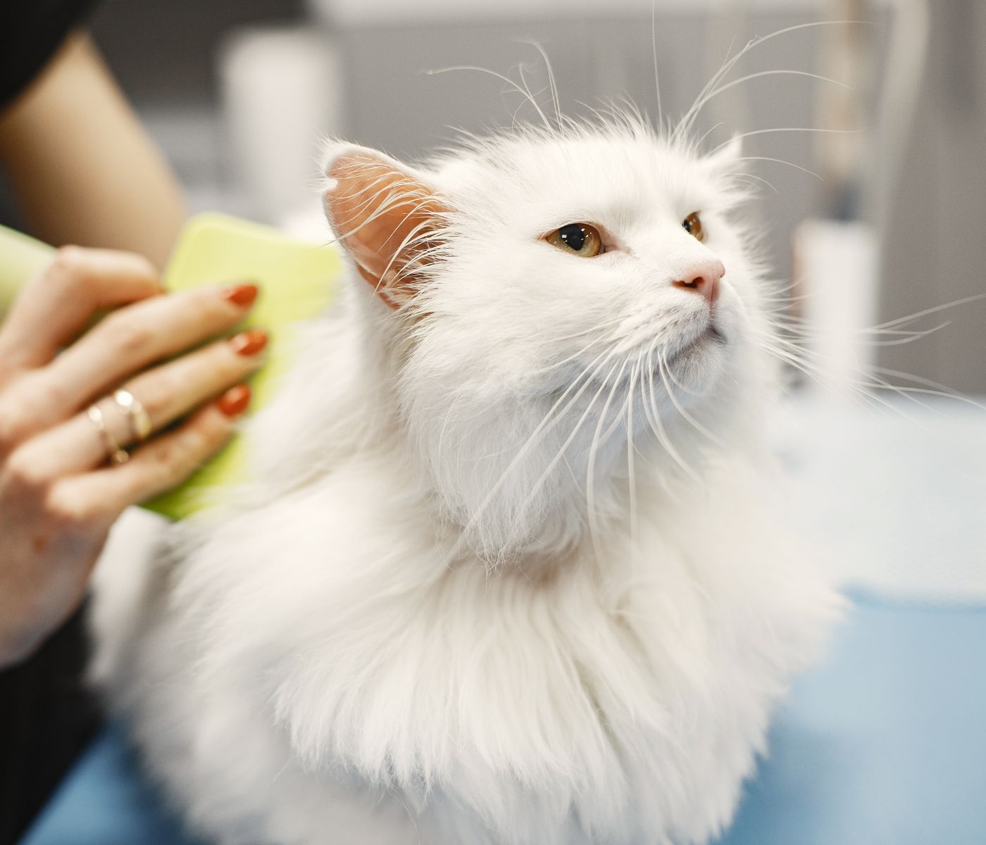 White long-haired cat being gently groomed while someone holds a lime-green brush near its face in a bright indoor setting.