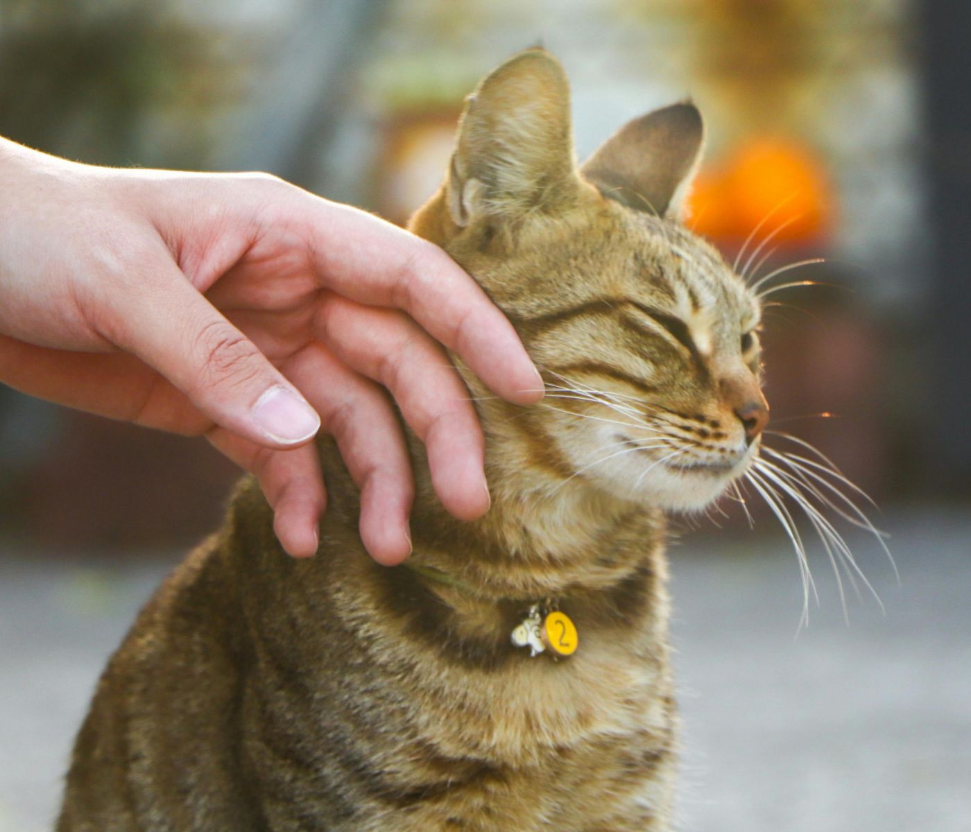 A hand gently petting a tabby cat sitting outdoors, with the cat’s eyes closed and whiskers visible; warm background lights are blurred behind it.