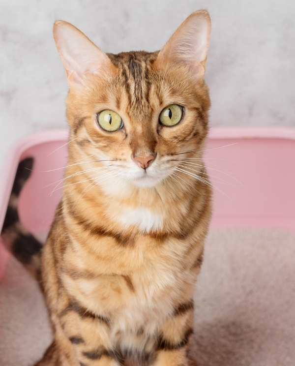 A brown tabby cat with green eyes and white whiskers sits on a pink pet carrier, looking straight at the camera.