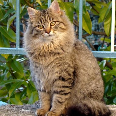 A fluffy tabby cat sits on a stone surface beside a blue metal fence, looking toward the camera with green foliage in the background.