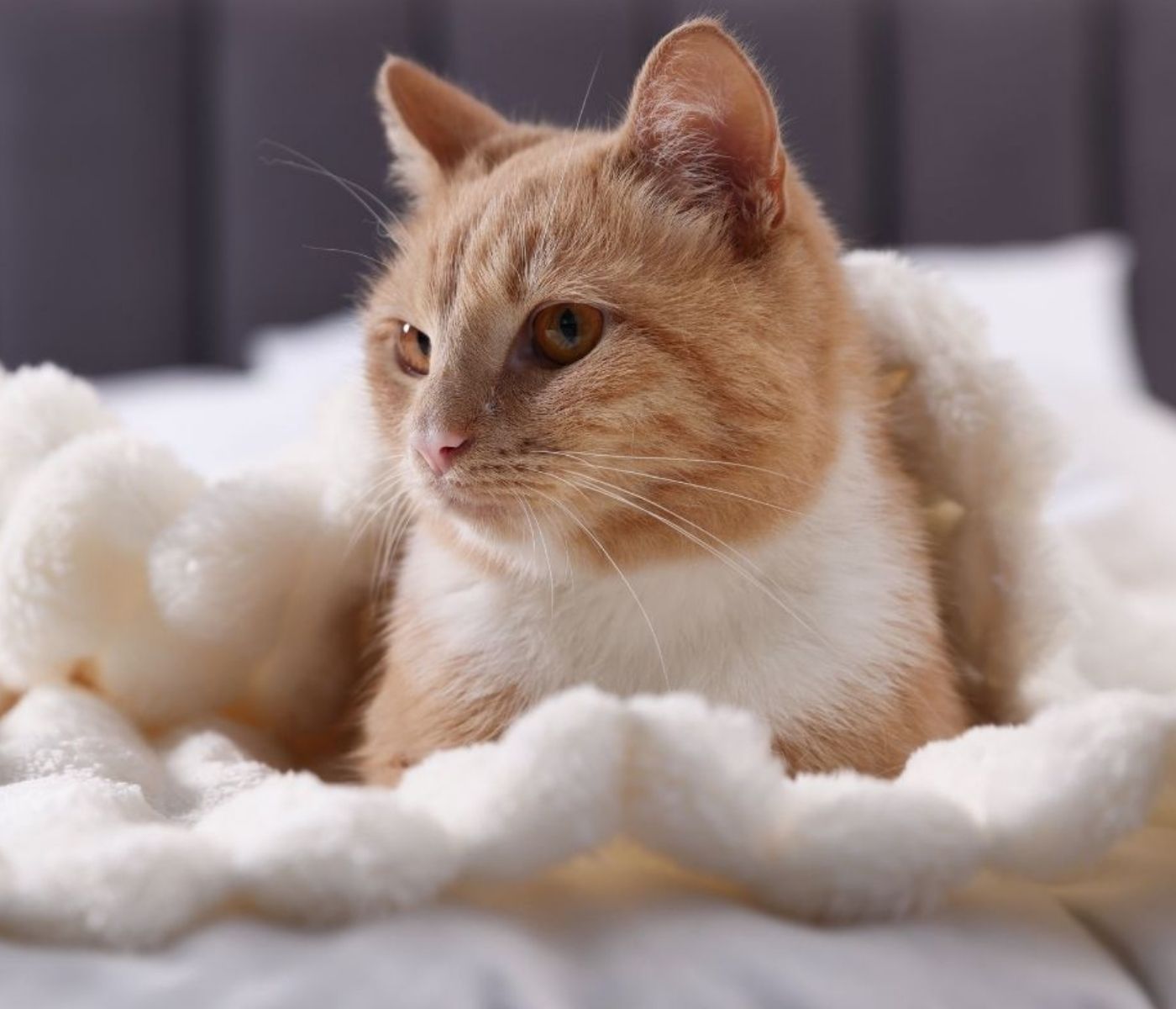 A light brown and white cat with amber eyes lies on a soft blanket, surrounded by fluffy stuffed toys, looking slightly to the side in a calm indoor setting.