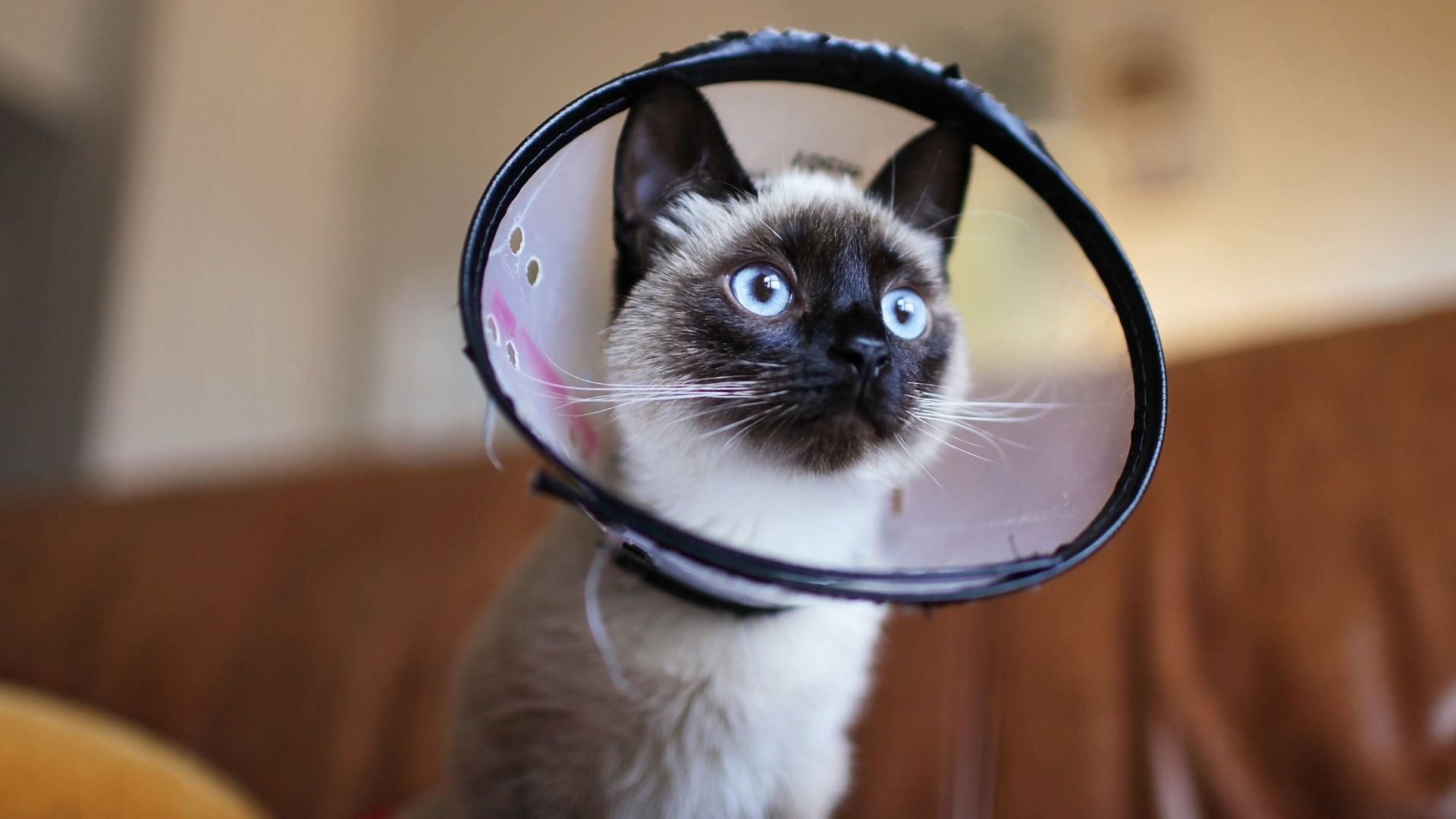 A Siamese cat with blue eyes wearing a black, circular collar that looks like a protective cone, staring forward from a wooden surface.
