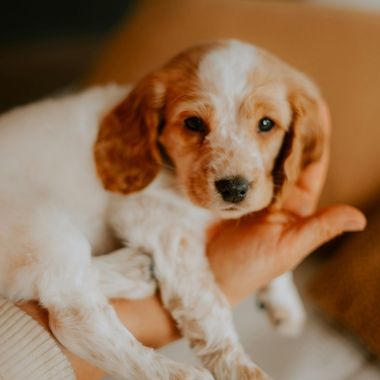 A small golden-and-white puppy with floppy ears lies on a beige couch, resting its paws on a person’s hand while looking toward the camera.