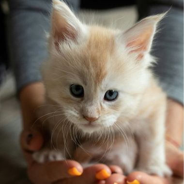 A small orange-and-white kitten with blue eyes sits in someone’s hands, looking at the camera while gently surrounded by warm, out-of-focus string lights.