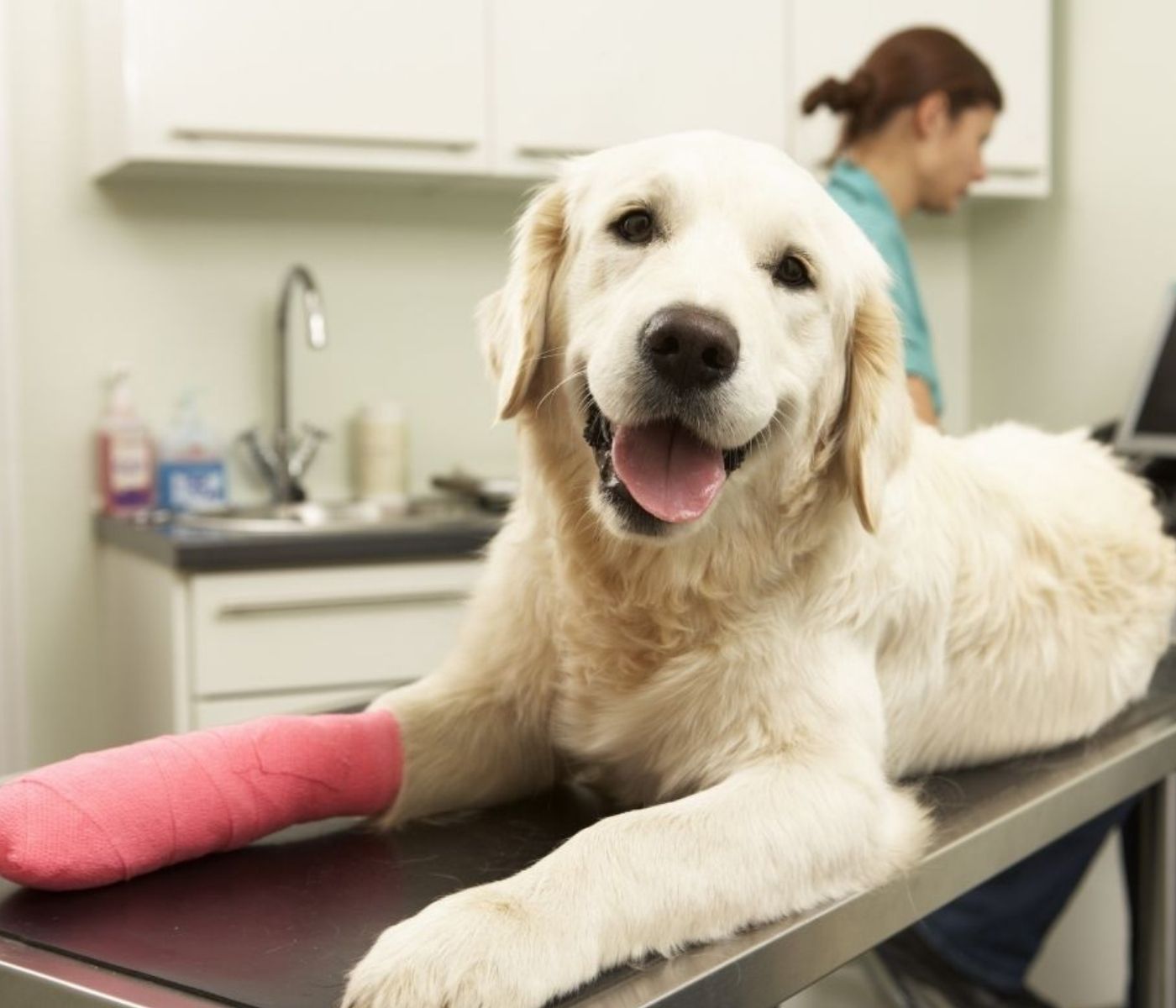A golden retriever lies on a veterinary exam table, smiling, with a pink cushion under its front paws while a person in the background works near a computer and cabinets.