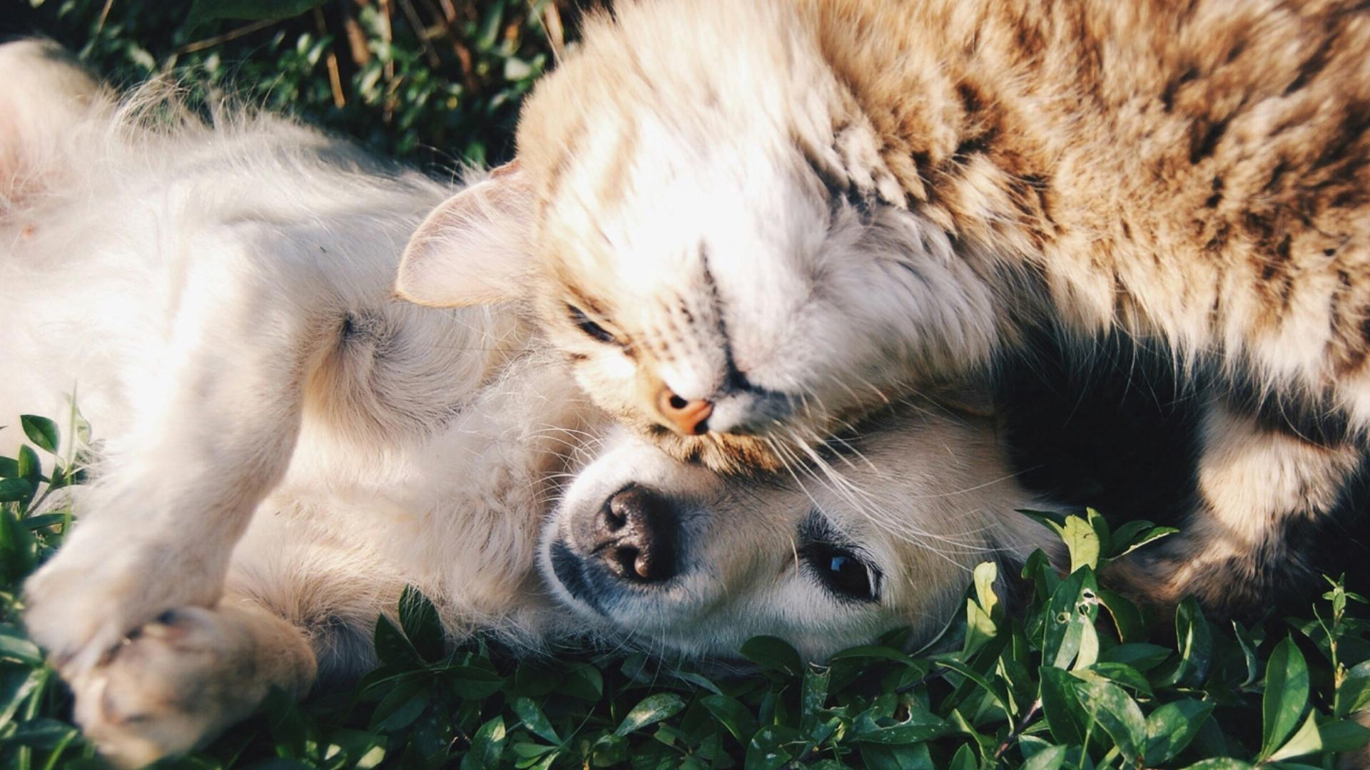 A light-colored dog and a fluffy brown-and-white dog lie among green leaves, with the dogs cuddling closely and one resting its head near the other’s face.
