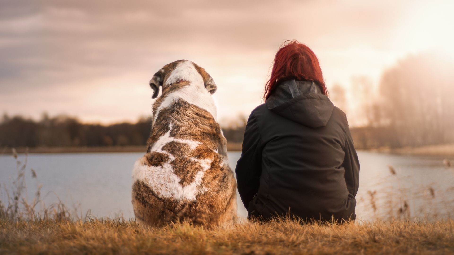 A person in a dark jacket sits on a grassy lakeshore at sunset with a brindle-and-white dog facing them, with misty trees and calm water in the background.