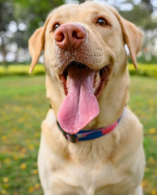 Close-up of a golden retriever with a wide open mouth and tongue out, wearing a red collar with blue trim, outdoors in a green park with blurred trees and grass.
