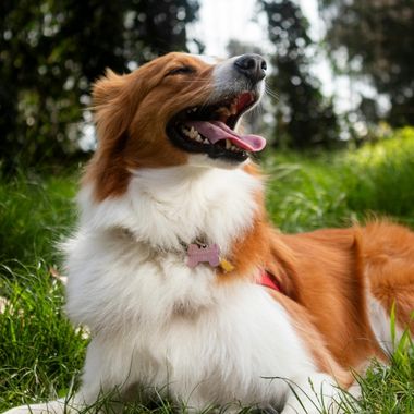 A brown-and-white dog lying on green grass in a park, mouth open and tongue out, with trees and sunlight in the background.