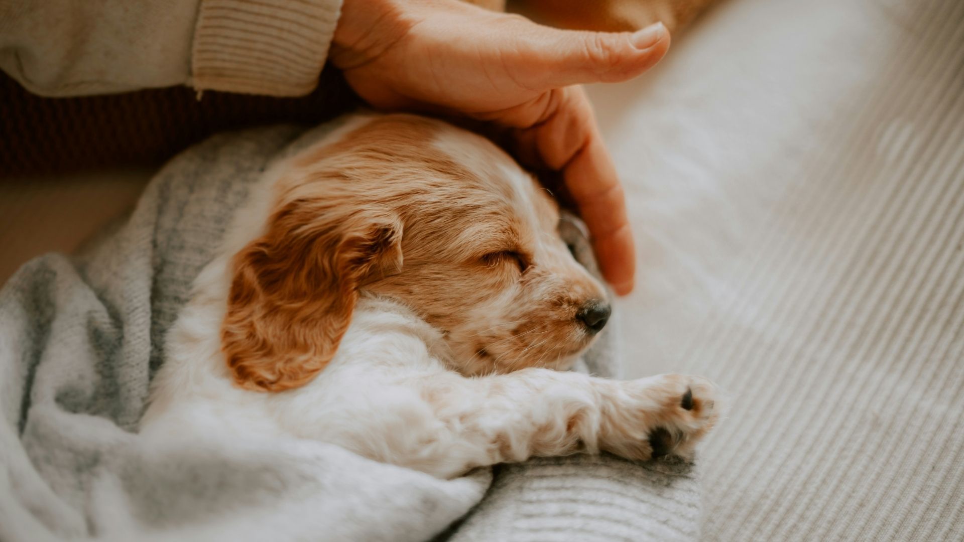 A small brown-and-white dog rests on a couch while a hand gently pets its head, with the dog lying on a gray blanket and striped cushions.