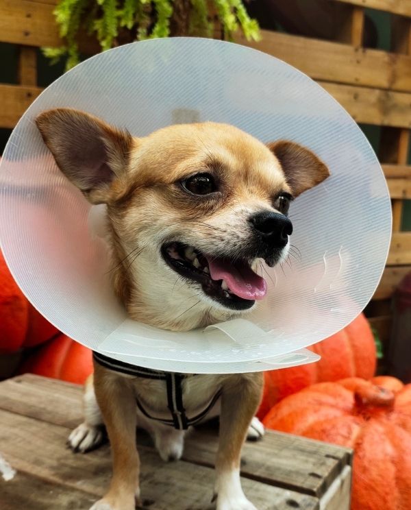 A small dog sits on a wooden crate outdoors, wearing a white cone around its neck; it has a happy open mouth and is surrounded by plush toys, with a wooden fence and greenery in the background.