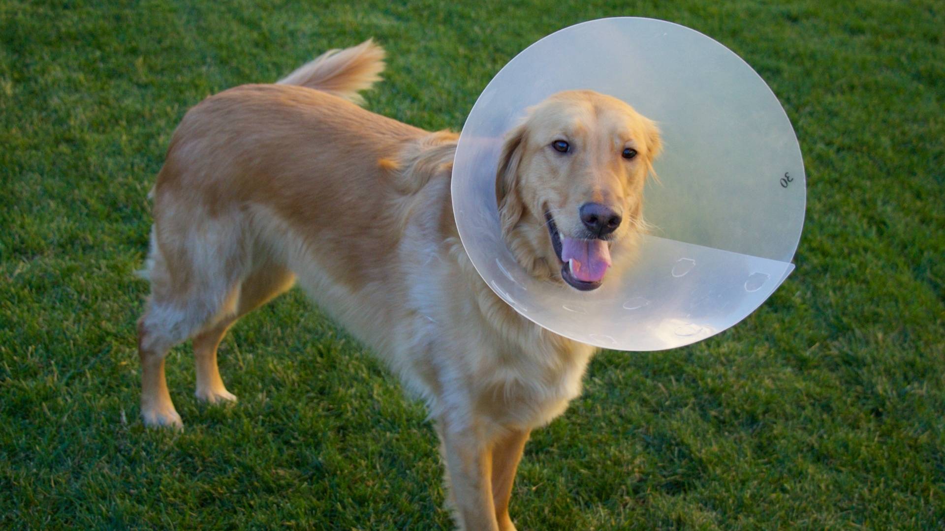A light-colored dog wearing a large white plastic cone collar walks on green grass, tongue out and looking forward.