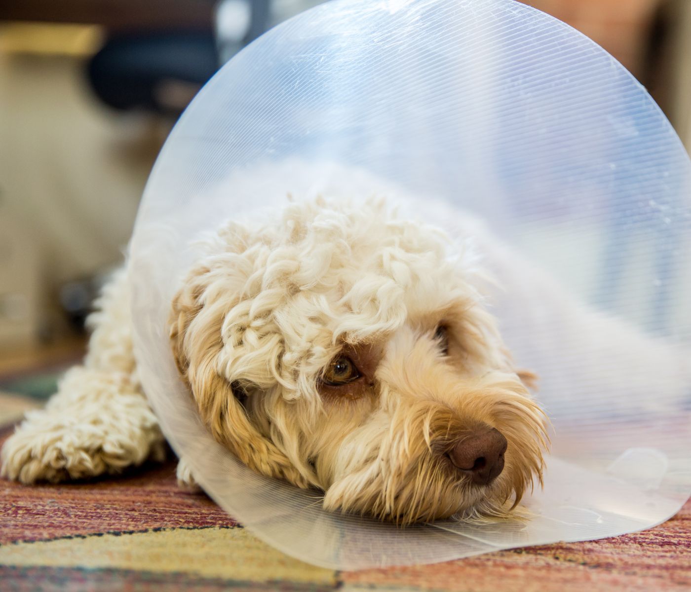 A small light-colored dog lies on a patterned rug wearing a clear plastic cone around its head, resting and looking toward the camera in a softly blurred room.