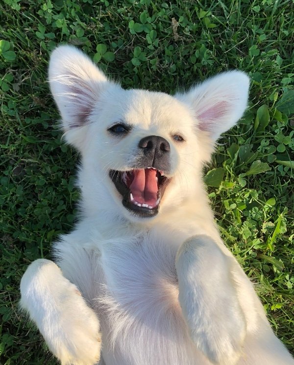 Small white puppy with upright ears and its mouth open in a grassy yard, lit by sunlight, sitting with front paws forward.