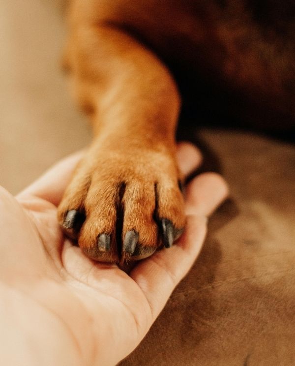 Close-up of a small dog’s front paw resting in a person’s open hand, with dark claws visible against warm, blurred background tones.