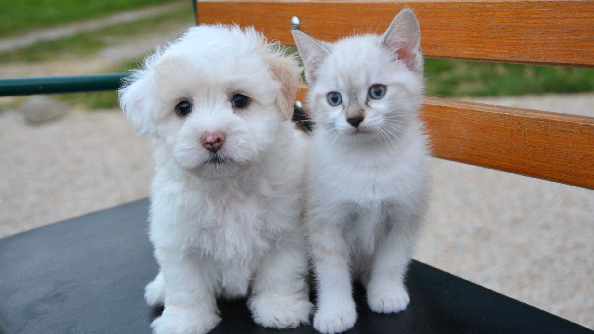 Two small white puppies and a white kitten sitting close together on a black outdoor table, outdoors on a grassy background.