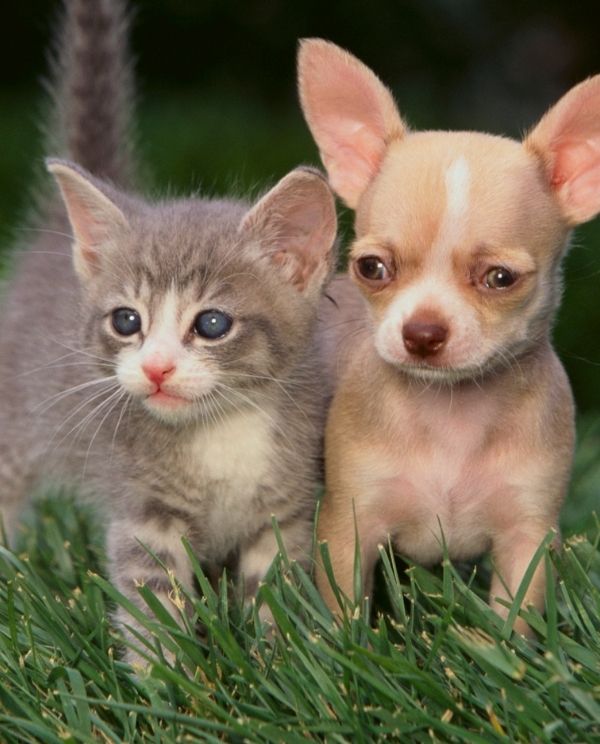 Two small kittens, one gray with white markings and one tan with a white face patch, sitting close together in green grass with soft, blurred background.
