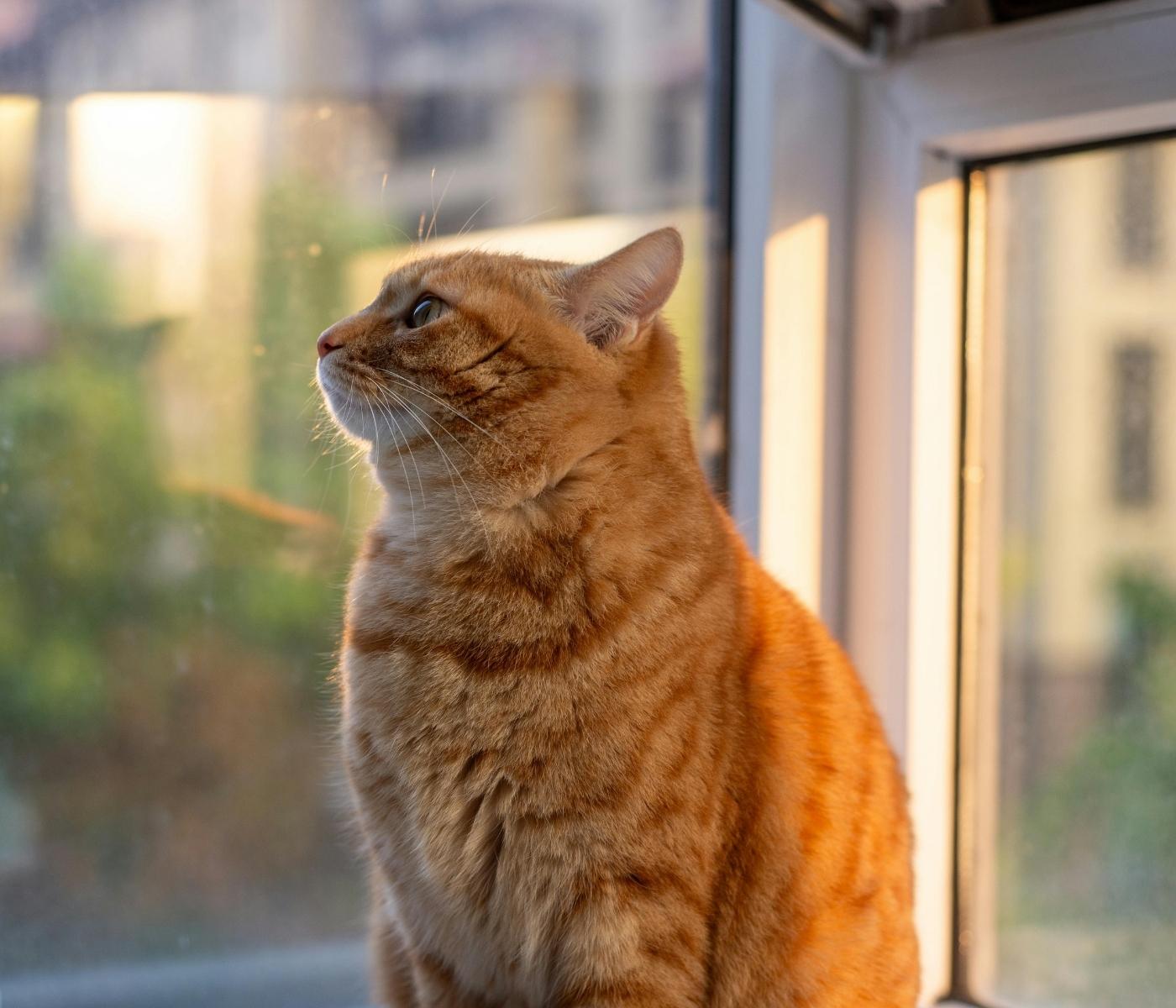 A brown tabby cat sitting by a window, looking outside in warm sunlight with city buildings softly blurred in the background.