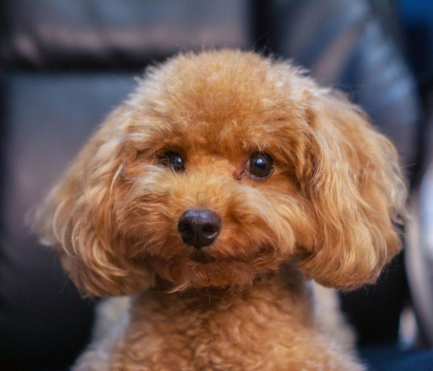 Close-up of a small golden-brown curly-haired dog with floppy ears and dark eyes, sitting in front of a blurred couch background.