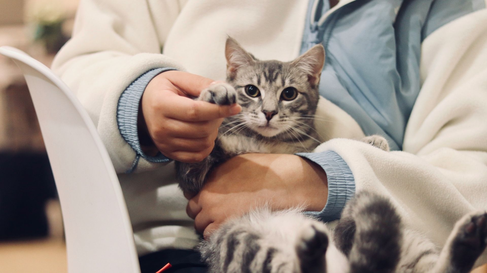 A person in a light sweater gently holds a small gray tabby cat in their lap, with the cat looking toward the camera while a phone and pen sit nearby.