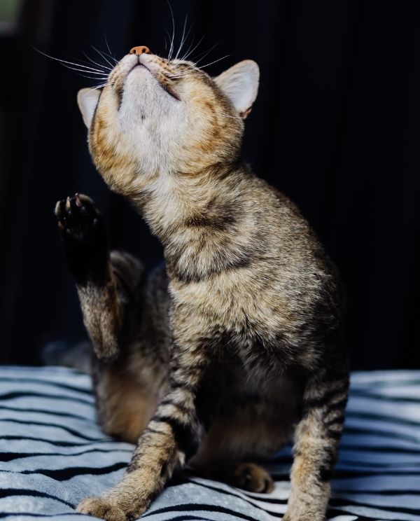 A tabby cat sits on a striped bedspread with its head tilted back, paws planted, ears up, and eyes closed against a dark background.