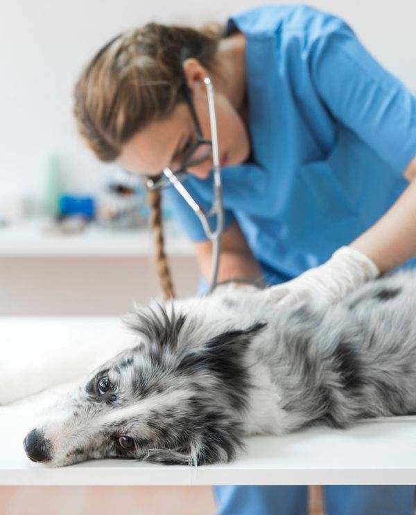 A veterinary professional in blue scrubs examines a gray-and-white dog on a white exam table while holding a stethoscope near its head.
