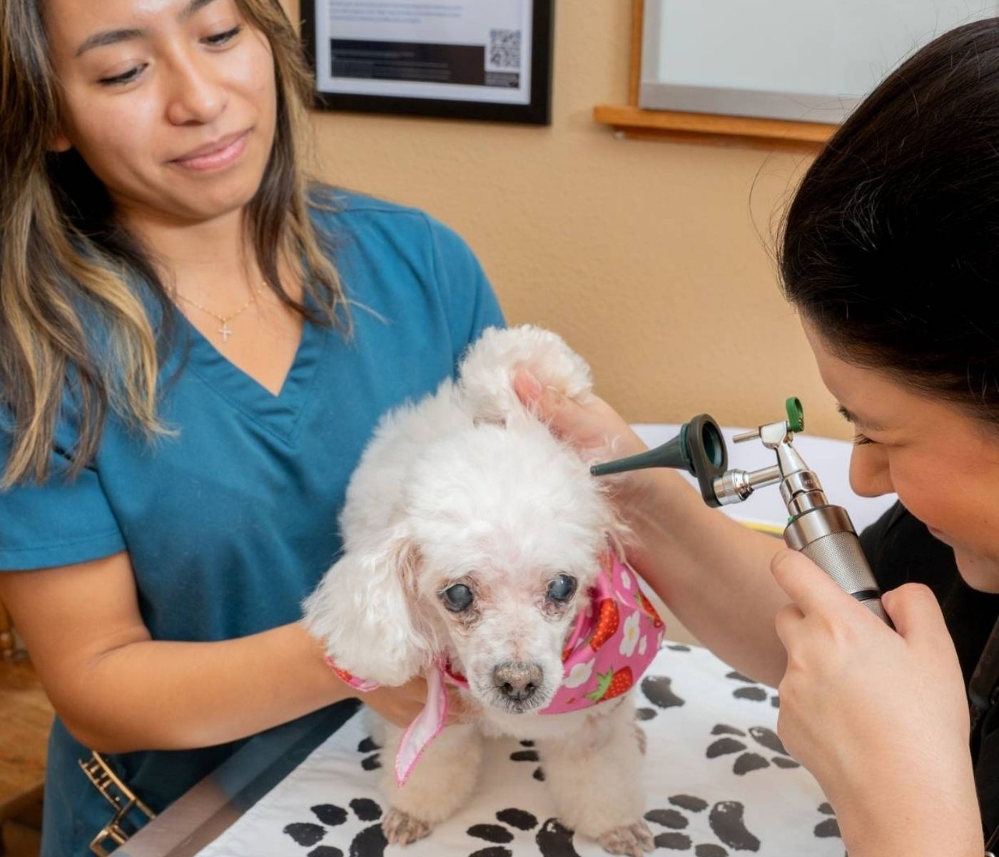 A groomer in blue scrubs uses a small grooming tool on a white dog wearing a pink bandana while another person watches closely at a grooming table indoors.