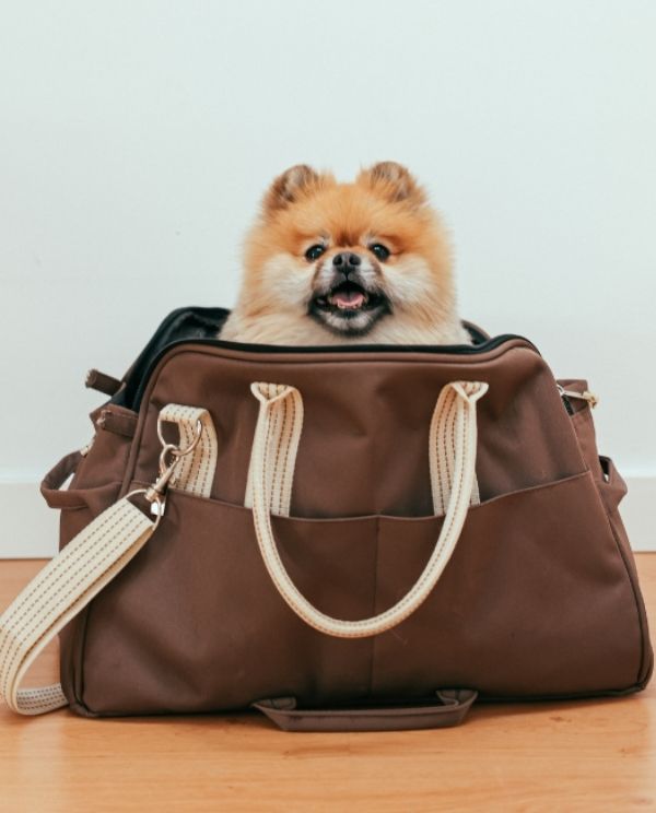 A small fluffy dog with an open mouth sits inside a brown duffel bag on a wooden floor against a plain light wall, with white rope-like handles and straps visible.