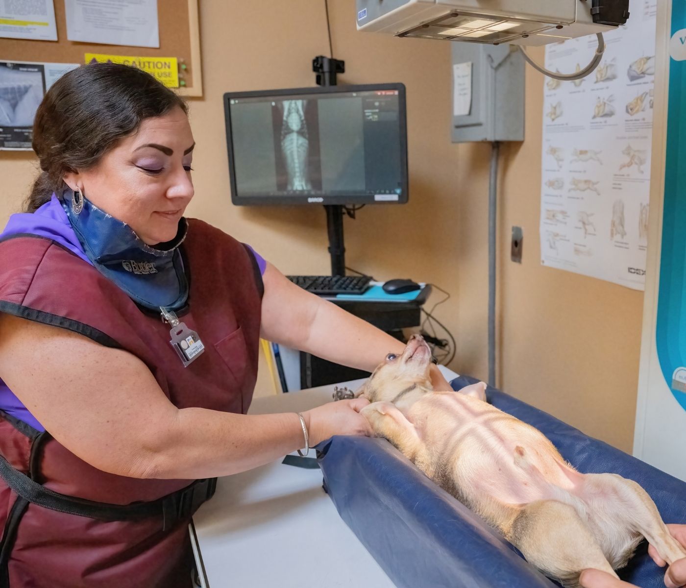 A veterinary worker in a clinic gently examines a dog lying on a blue exam table while holding its body; a monitor and posters are visible in the background.