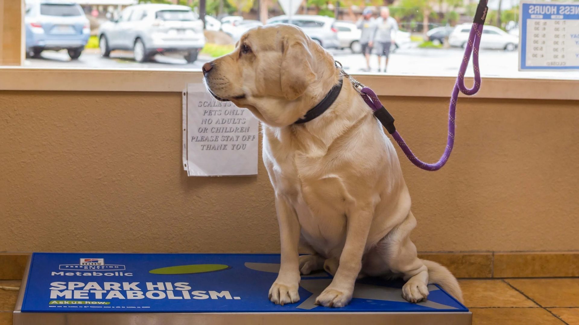 Golden retriever A tan dog wearing a dark collar sits on a blue mat outdoors, with a purple leash in front and cars and people in the background near a building wall with signage.