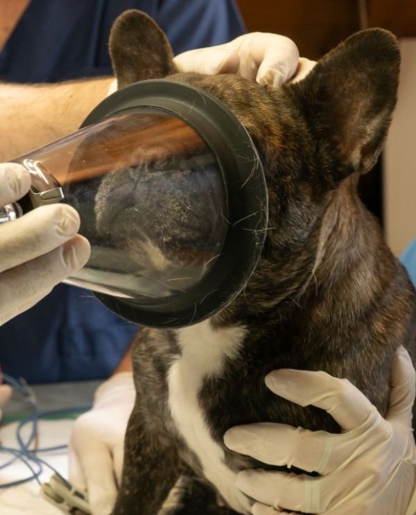 A veterinarian in gloves gently holds a brown-and-white cat while using an otoscope on its ear, with the cat’s head supported in a clinic setting.