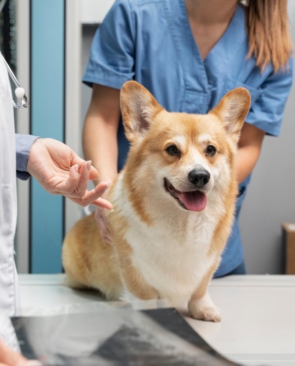 A veterinarian in blue scrubs reaches toward a lying corgi on an exam table as the dog looks up with its mouth open, with another person’s hand visible near the table.