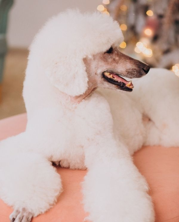 A small white fluffy dog lying on a person’s lap, mouth slightly open, with softly blurred warm string lights in the background.