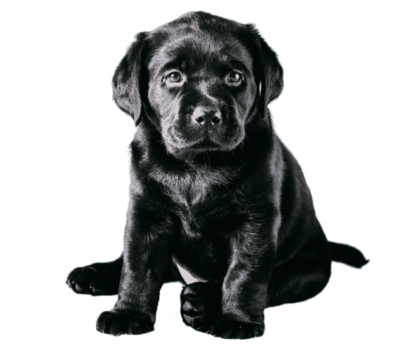 Black puppy sitting on a white background, facing the camera with a calm expression and paws resting forward.