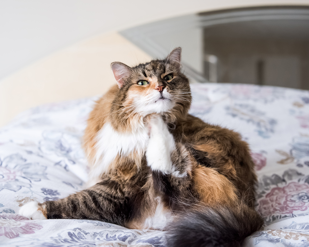 calico maine coon cat sitting lying on bed scratching neck using hind paw