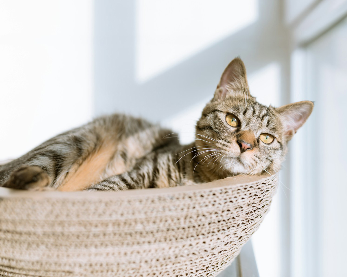 Tabby cat sitting perched in a cat tree near a sunlight window