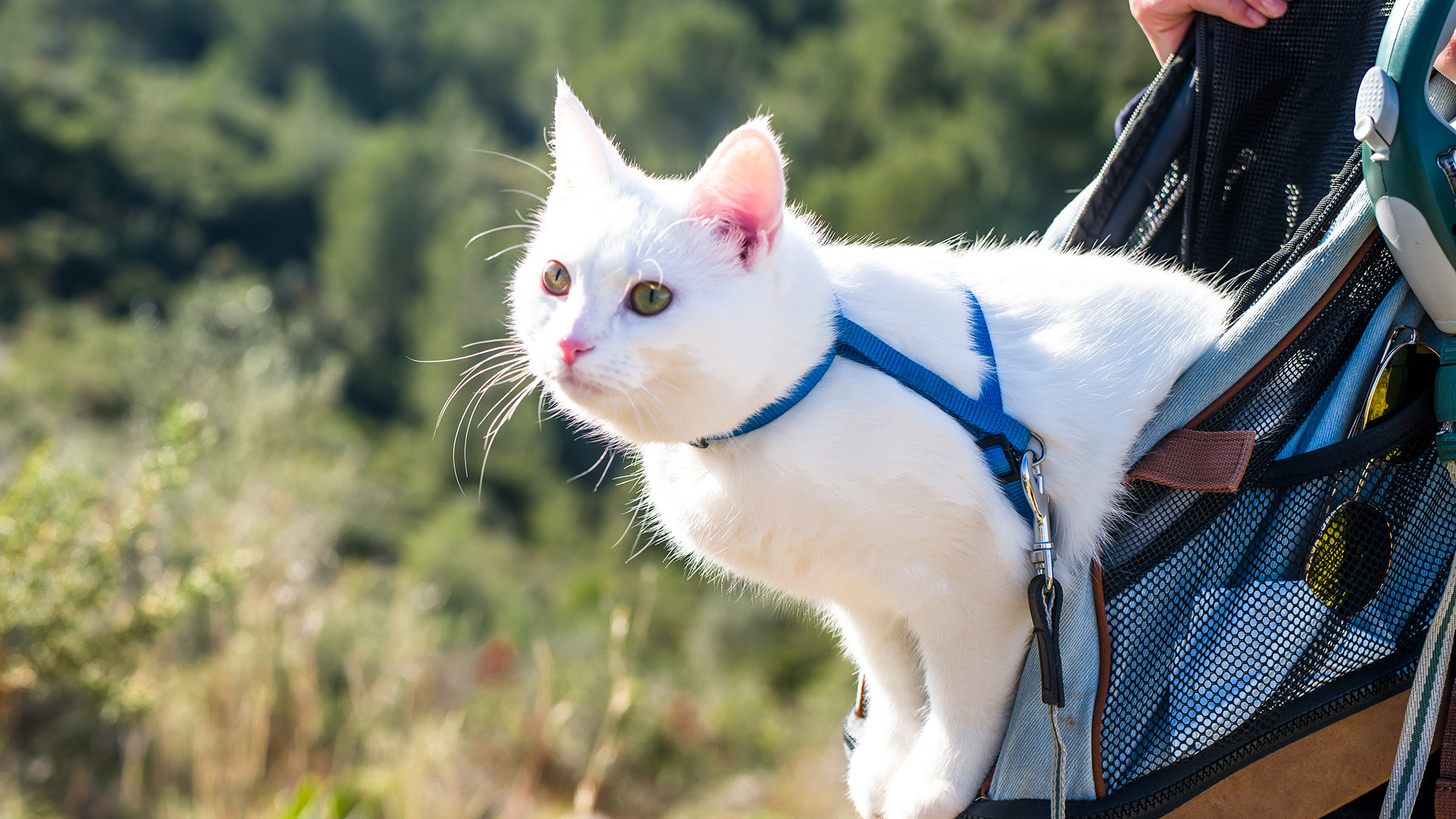 White cat peeking out of a travel case while on a trip hiking