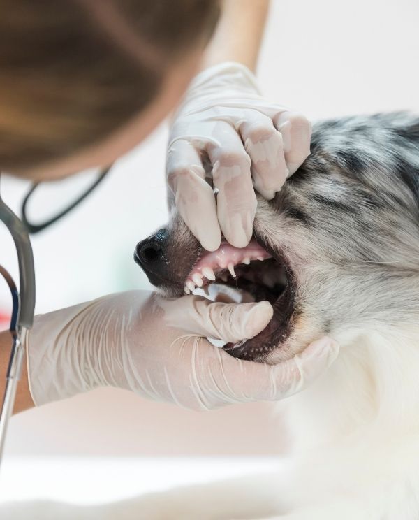 A veterinarian wearing gloves opens a small dog’s mouth while examining its teeth, with the dog lying on a table and a stethoscope visible nearby.