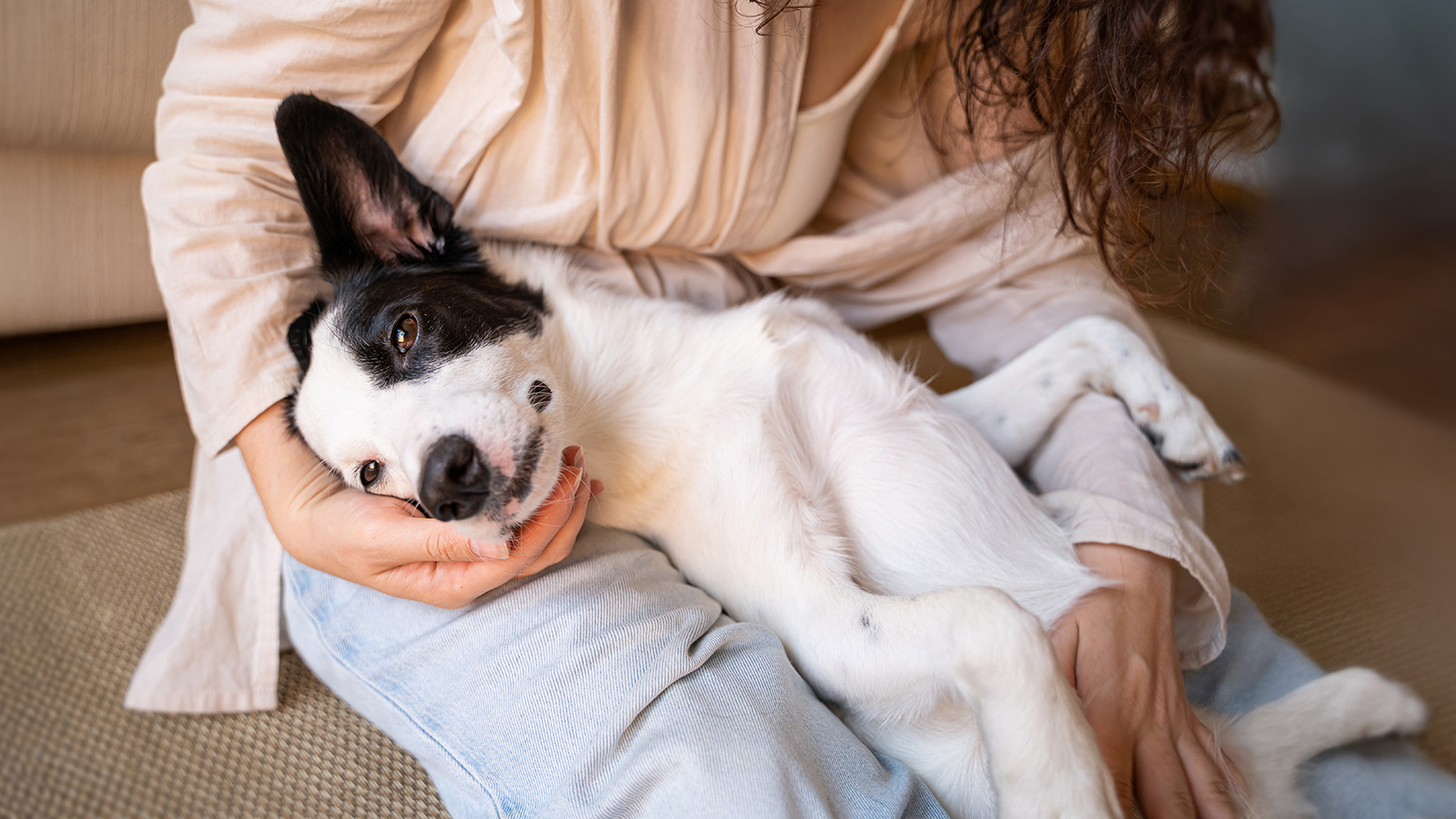 White and black dog laying on a woman's lap