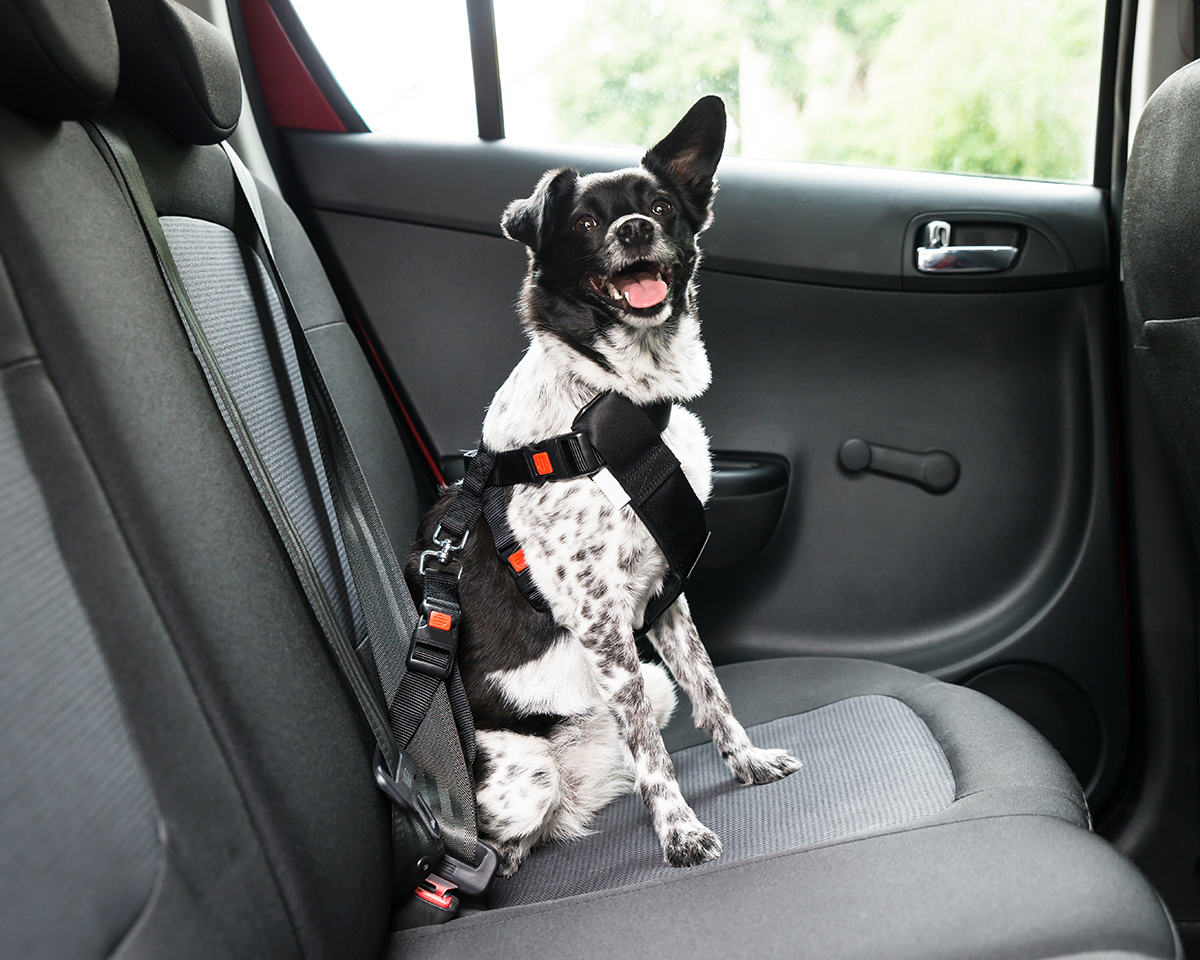 black and white dog wearing a harness, sitting in the back seat of a car for a road trip