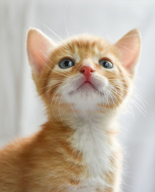Close-up of a small orange-and-white kitten with wide eyes and upright ears, sitting against a light blue fabric backdrop with warm, softly blurred background.