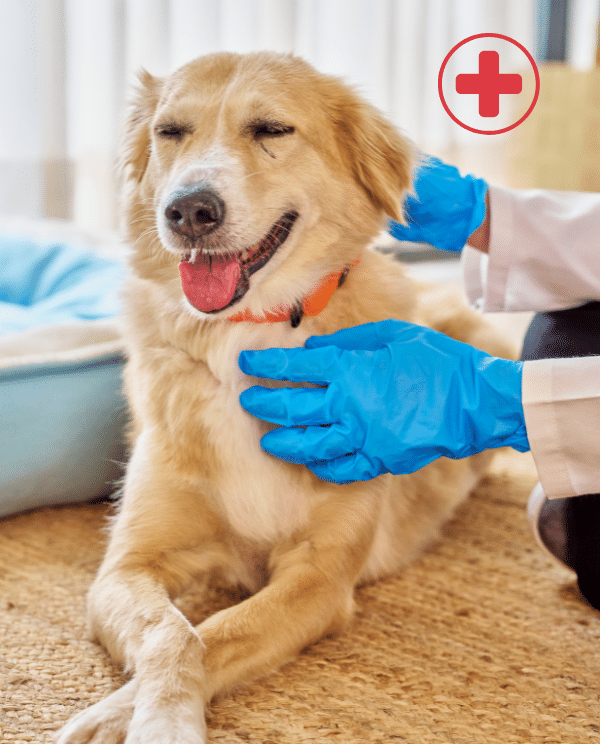 A veterinary professional in blue scrubs examines a gray-and-white dog on a white exam table while holding a stethoscope near its head.